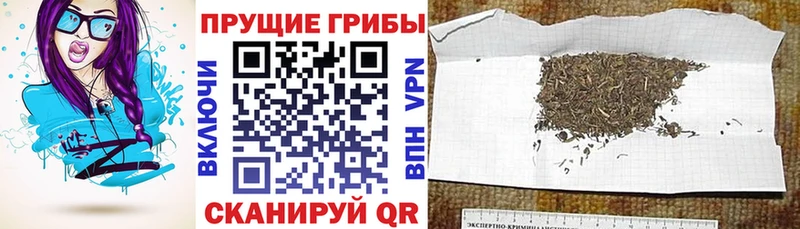 Псилоцибиновые грибы GOLDEN TEACHER  Купить закладки  Зеленокумск 